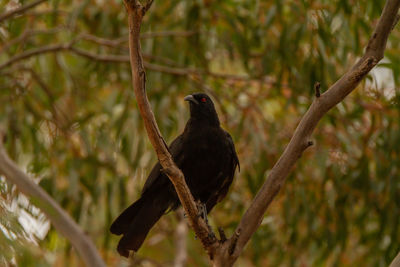 Low angle view of bird perching on branch