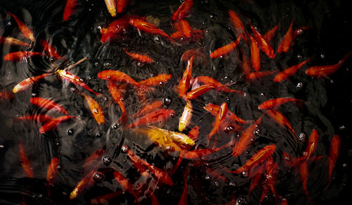 High angle view of koi carps swimming in lake