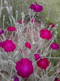 Close-up of pink flowers