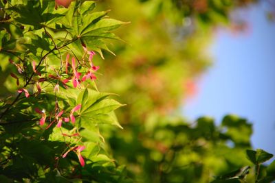 Close-up of maple leaves