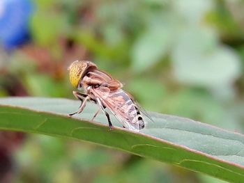 Close-up of insect on plant