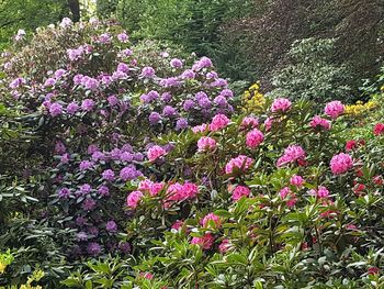 Pink flowers blooming on plant