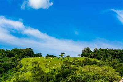 Scenic view of trees against sky