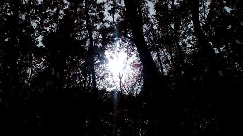 Low angle view of trees against sky