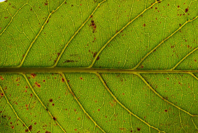 Full frame shot of fresh green leaves