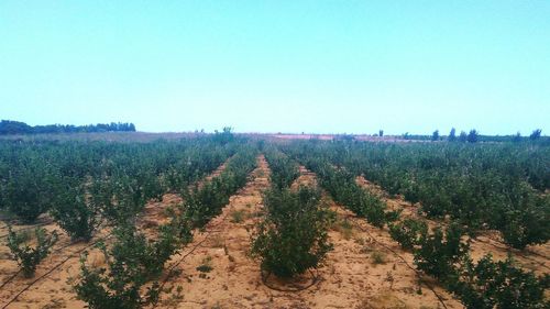 Scenic view of field against clear sky