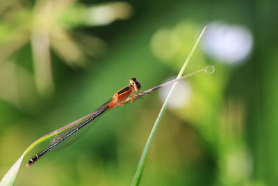 Close-up of dragonfly on plant