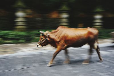 Side view of horse running on road