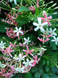 High angle view of pink flowering plants