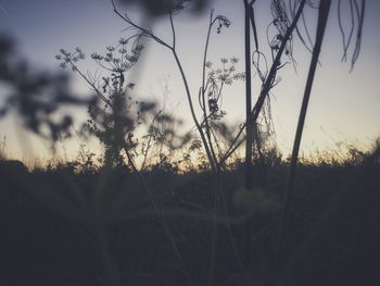 Close-up of plants growing on field against sky during sunset