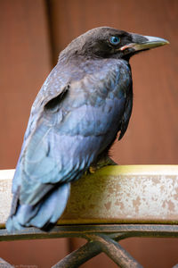 Close-up of bird perching on railing