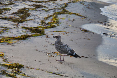 High angle view of bird on beach