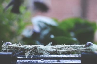 Close-up of plant against blurred background