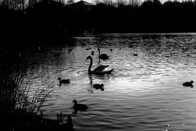 Swans swimming in lake