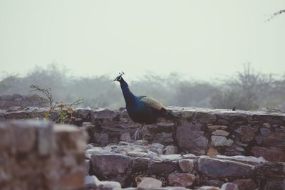 Bird perching on rock against sky