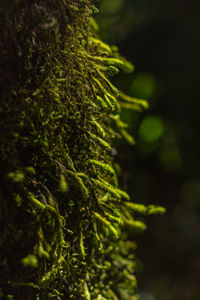 Close-up of green plant