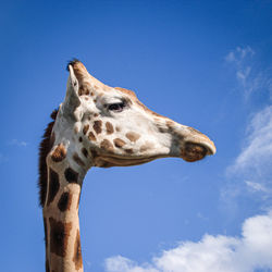 Low angle view of giraffe against blue sky