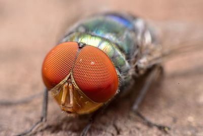 Close-up of fly