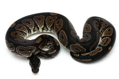 Close-up of an animal over white background