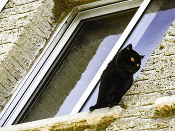 Black cat looking away