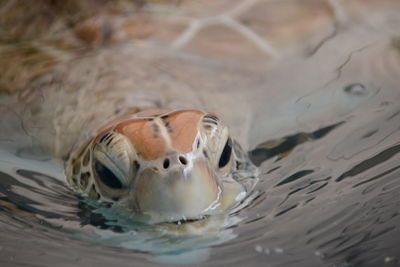 Close-up of animal swimming in sea