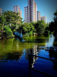 Reflection of trees in water