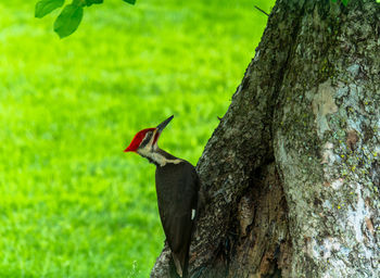 Bird perching on a tree