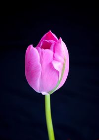 Close-up of pink water lily against black background