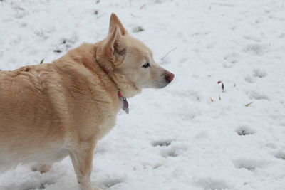 White dog navigating through snowy ground