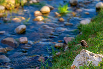 View of bird on rock