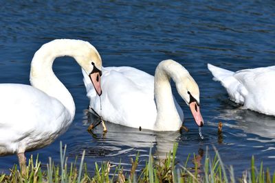 Swan swimming in lake