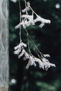 Close-up of frozen plant during winter