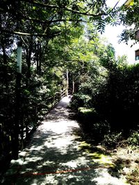 Narrow pathway along trees