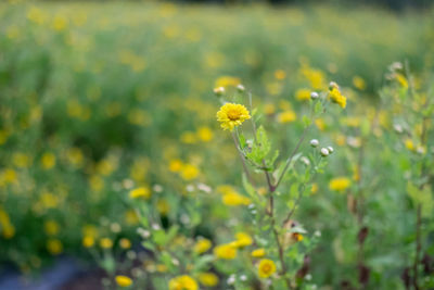 Close-up of yellow flowering plant on field