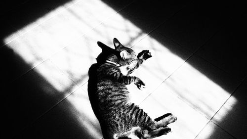 High angle view of cat sitting on tiled floor at home