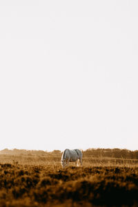 Horses in golden hour grazing