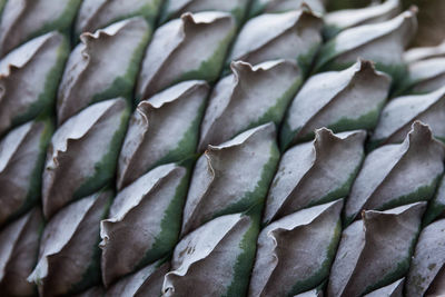 Close-up of green beans