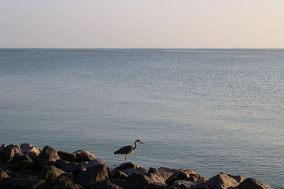 Birds on rock in sea against sky