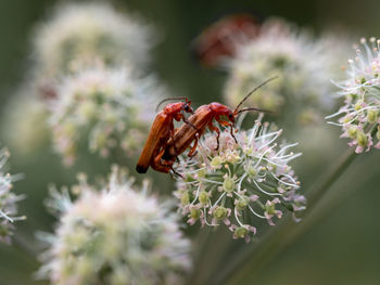 Close-up of bee pollinating on flower