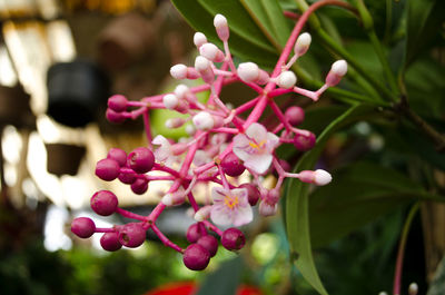 Close-up of pink flowering plant