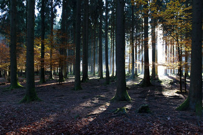 Trees in forest