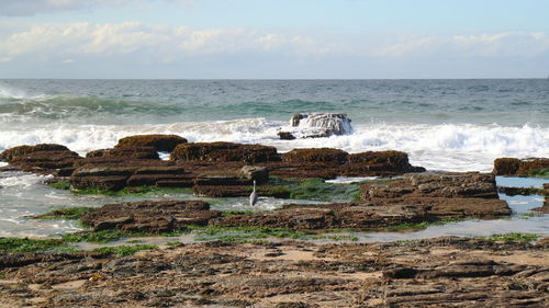 Bird in the sea