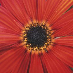 Full frame shot of flower