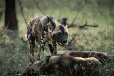 Side view of an animal on field