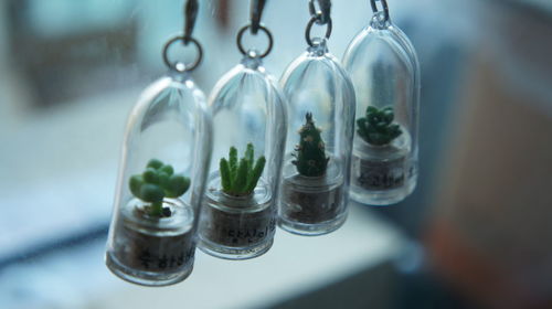 Close-up of cactus hanging in bottles