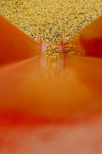 Close-up of yellow flower