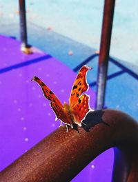 Close-up of butterfly perching on hand