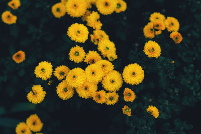 Colorful yellow chrysanthemum flowers bloom. nature background, copt space