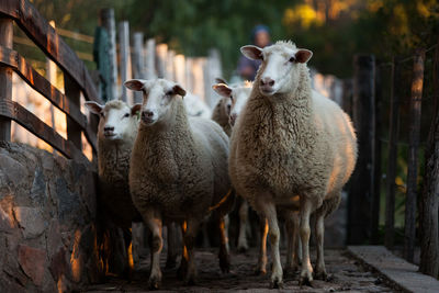 Flock of sheep on footpath