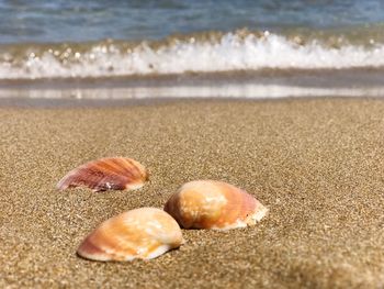 Close-up of seashells on beach